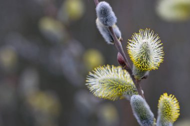 Tüylü sarı çiçekler söğüt dalında çiçek açar. Bahar ormanındaki bir dalda söğüdün sarı çiçekleri. Güzel bir bahar arkaplanı. Doğa, bokeh, yakın plan, Makro fotoğraf, metin