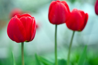 Tulipa. Kırmızı laleler. Bahçedeki bir çiçek tarlasında açan güzel çiçekler. Hassas kırmızı laleler. Çiçekli tatil geçmişi, yakın plan, bokeh. Bahar çiçekleri