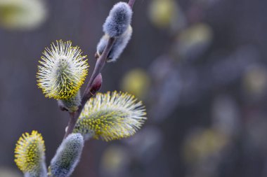 Tüylü sarı çiçekler söğüt dalında çiçek açar. Bahar ormanındaki bir dalda söğüdün sarı çiçekleri. Güzel bir bahar arkaplanı. Doğa, bokeh, yakın plan, Makro fotoğraf, metin