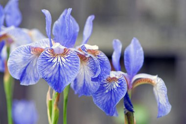 İrideae. Bahçede mor iris çiçekleri açıyor. Bahçede mavi ve mor çiçekler. Makro fotoğraf, çiçekli doğal arka plan. Çok güzel çiçekler. Bulanık yeşil arkaplan