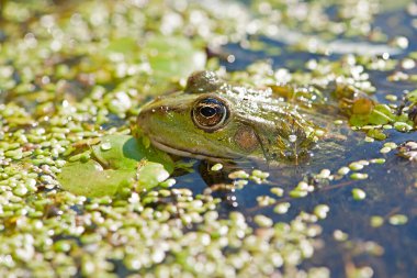 Bataklık kurbağası, kurbağa gözü, Pelophylax ridibundus, doğal ortamında. Doğadan vahşi yaşam sahnesi, sudaki yeşil hayvan. Bataklıktaki kirli suda güzel bir kurbağa. Ördek otunun içindeki bataklıkta amfibik yakın plan.