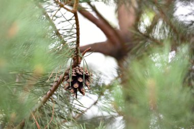 Çam ağacında çam kozalağı. Pinus. İzole edilmiş çam. Açık doğal arka planda izole edilmiş kozalaklı çam dalı. Ormandaki ya da parktaki kozalaklı ağaç dalları, yakın plan.
