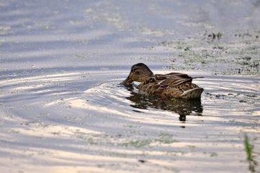 Anas platyrhynchos. Göletteki ördek. Kuzeyli bir kürekçi ördek sakin sularda yüzerken yakalandı. Renkli tüyleri ve kendine özgü büyük gagasıyla. Doğal yaşam alanı. Dişi ördek yaban ördeği