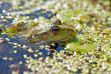 Bataklık kurbağası, kurbağa gözü, Pelophylax ridibundus, doğal ortamında. Doğadan vahşi yaşam sahnesi, sudaki yeşil hayvan. Bataklıktaki kirli suda güzel bir kurbağa. Ördek otunun içindeki bataklıkta amfibik yakın plan.