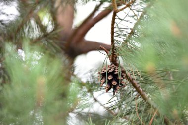 Çam ağacında çam kozalağı. Pinus. İzole edilmiş çam. Açık doğal arka planda izole edilmiş kozalaklı çam dalı. Ormandaki ya da parktaki kozalaklı ağaç dalları, yakın plan.