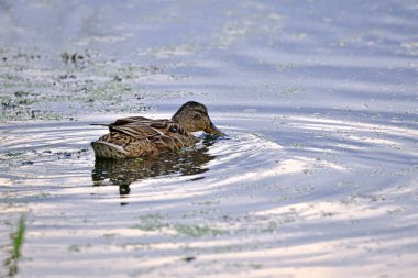 Anas platyrhynchos. Göletteki ördek. Kuzeyli bir kürekçi ördek sakin sularda yüzerken yakalandı. Renkli tüyleri ve kendine özgü büyük gagasıyla. Doğal yaşam alanı. Dişi ördek yaban ördeği