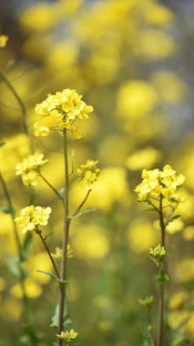 Rapeseed. Brassica napus. are blooming in sunny summer day. yellow flower, isolated on blurred natural background. agriculture, in Europe or Asia. floral background, close-up. soft focus clipart