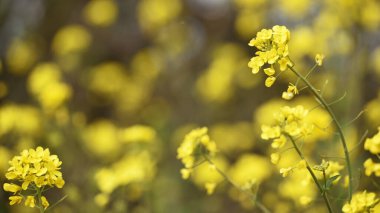 Tecavüz tohumu. Brassica napus. Güneşli yaz gününde çiçek açıyorlar. Sarı çiçek, bulanık doğal arka planda izole edilmiş. Avrupa 'da ya da Asya' da tarım. Çiçek arkaplanı. Tarlada büyüyen, yumuşak odaklanma