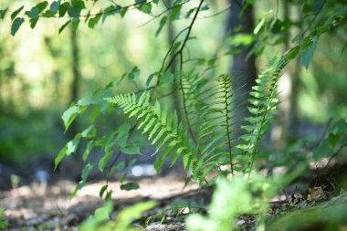 Renkli eğreltiotu yaprakları yeşil yapraklar güneş ışığında doğal çiçek eğreltiotu arkaplanı. Yeşil eğreltiotu yaprakları ormandaki arka plan için. Doğal yeşil eğreltiotu yaprakları ormandaki dokuyu kapatır.