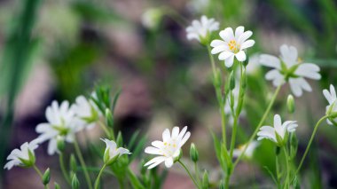 Stellaria holostea. delicate forest flowers of the chickweed, Stellaria holostea or Echte Sternmiere. floral background. white flowers on a natural background. close-up clipart