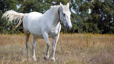 Tarladaki kuru çimlerin üzerinde güzel beyaz bir at. Arap atı, beyaz at güneşli havalarda kuru çimlerle tarımsal alanda duruyor. güçlü, dayanıklı ve hızlı bir hayvan.