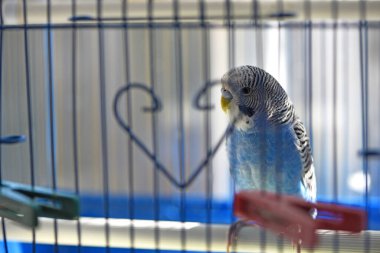 Budgie. Papağan. Mavi muhabbet kuşu kafeste oturur. Evcil kuş. Kuş kafesinde muhabbet kuşu. Tüylerin mavi rengi, odaklanma, yakın plan. Küçük evcil kuş. Bir papağanın gagası..