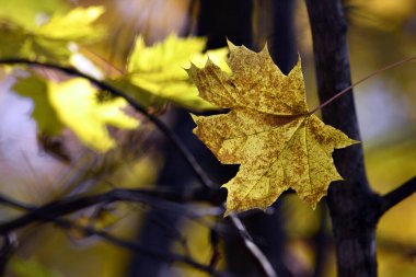 Akçaağaç yaprağı. Sonbahar parkındaki ya da ormandaki güz ağacı dallarındaki parlak sarı akçaağaç yapraklarını kapatın. Seçici odaklanma. Güneşli bir sonbahar günü. mevsimlik yaprak
