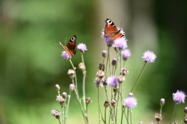 Vanessa atalanta. Kızıl amiral çayırlık çiçeğinin üzerinde bulanık bir geçmişi olan Cirsium vulgare. Kelebek gibi yakın plan. Yazın doğa. Güzel kelebek vahşi bir bitkiden nektar toplar. seçici odak