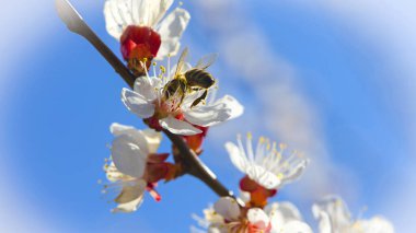 Bir arı çiçeklerin üzerinde polen toplar. Bal arısı, Apis mellifera, kiraz çiçeğiyle beslenen nektar. Baharda bahçede. Seçici odaklanma. Kayısılar çiçek açıyor. makro doğa, arkaplan