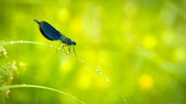 Calopteryx başak. Yusufçuk çiy damlalarıyla çimlerin üzerinde oturur. Küçük yırtıcı. Yumuşak sarı-yeşil arka planda büyük mavi kanatlı güzel yusufçuk. Bokeh, kapat. makro doğa