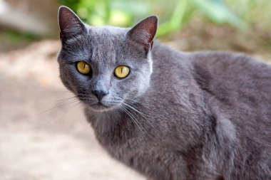 Güzel gri kedi. Büyük sarı gözlü gri bir kedinin kafasının yakın çekimi. Kedi, altın sarısı büyük gözleriyle doğrudan kameraya bakar. evcil hayvan. mavi kedi