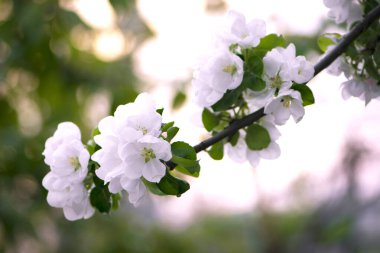 Elma ağacının narin beyaz çiçekleriyle dolu bir dal. İlkbaharda elma ağacının çiçek açan dalı. Bahçedeki bir dalda beyaz çiçekler, yumuşak tonlarda beyaz taç yaprakları güzel bokeh 'e karşı. yakın plan
