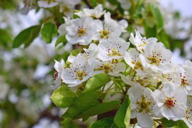 Armut çiçeği. Bahçede çiçek açan ağaç. Beyaz narin çiçekler, yeşil ve taze yapraklar. Malinae, Springtide. Yeşil arka planda çiçek açan armut dalları. Yakın plan. Ormanda armut