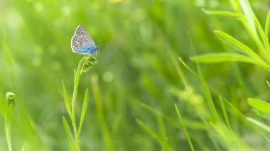 Parlak mavi bir kelebek çayırda, yeşil çimlerin üzerinde oturur. Bulanık yeşil bir arka planda. Kelebek Polyommatus icarus. Makro doğa, habitatındaki böcekler. Metin için boşluk