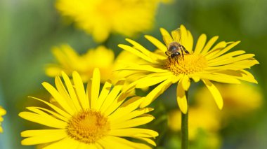 Çiçekteki arı. Yakın plan, çizgili arı yeşil arka planı olan sarı bir çiçeğin üzerinde oturuyor. Bahar arka planı. Bir arı sarı papatyalarda nektar toplar. Papatyada böcek, makro doğa