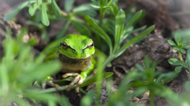 Hyla arborea. Ağaç tırmanışçısı. Bataklık kurbağası, kurbağa gözü, Pelophylax ridibundus, doğal ortamında. Doğadan vahşi yaşam sahnesi, yeşil hayvan. Bataklıktaki güzel kurbağa. amfibik yakın plan