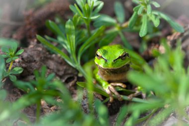 Hyla arborea. Ağaç tırmanışçısı. Bataklık kurbağası, kurbağa gözü, Pelophylax ridibundus, doğal ortamında. Doğadan vahşi yaşam sahnesi, yeşil hayvan. Bataklıktaki güzel kurbağa. amfibik yakın plan