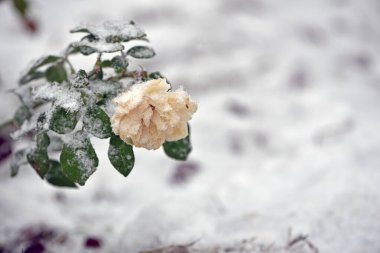 flowers late autumn. Rime. morning frost. white rose flower covered with frost. first frosts. cold season. low temperature. winter background. morning frosts, thorns on rose bushes, flowerbed clipart