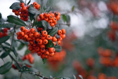 Kış horozu, karların altında yakın plan. Parlak kırmızı dut grupları, dağ külleri. Kızıl Rowan 'ın kardaki dalı. Baharın başında kırmızı böğürtlen. Kış mevsimi, soğuk mevsim. Sonbahar, ilk don.