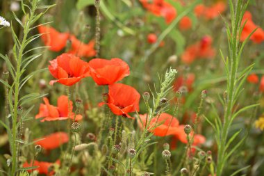Haşhaş çiçeği. Doğal arka plan. Kırmızı tarla gelinciği Papaver rhoeas. Kır çiçekleri. Çayırlarda kırmızı gelincik çiçekleri. Doğanın güzelliği, uzayın kopyası