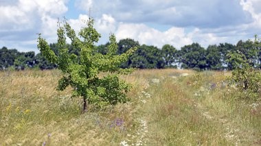 Çiçek açan bir bahar tarlasında ağaç. Genç yeşil ağaç, taze yapraklar. Saha yolu, yazın açan tarla. Kır çiçekleri. Güzel sezon. Ukrayna 'da doğanın güzelliği