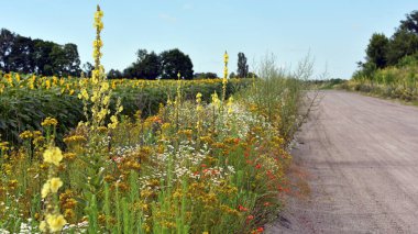 flowers at the roadside. meadow flowers and herbs. Cornflower, Verbascum, flowers of Arable Fields. wildflowers natural floral background. summer wild flowers. path in the field. healing herbs clipart