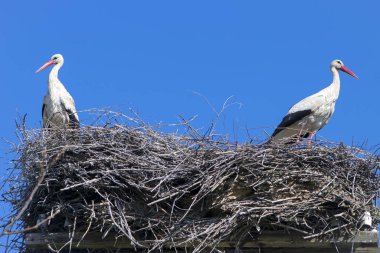 İki beyaz leylek. Ciconia. Leylek, vahşi kuş. Leylek yuvası. Yuvada bir çift kuş. İki leylek. Büyük, beyaz, güzel bir kuş. Çiftleşme mevsimi. Aşk kavramı, aile. Yakın plan. Metin için boşluk