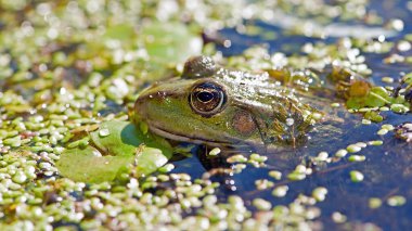 Bataklık kurbağası, kurbağa gözü, Pelophylax ridibundus, doğal ortamında. Doğadan vahşi yaşam sahnesi, sudaki yeşil hayvan. Bataklıktaki kirli suda güzel bir kurbağa. Ördek otunun içindeki bataklıkta amfibik yakın plan.
