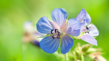 Sardunya pratezi. Yol kenarında çiçekler var. Çayır çiçekleri ve otlar. Mavi kır çiçekleri, doğal çiçek arkaplanı. Yaz ya da bahar sezonu. Sahadaki patika. yakın plan