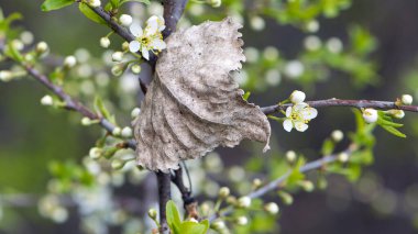 Kiraz dalı ya da erik cerasiferası, ve üzerinde eski bir kuru yaprak. bahar arkaplanı. Kuru kahverengi yaprak, ormandaki ağaç. İlkbaharda sonbahar yaprağı değiştirilecek. Bahçede çiçek açan ağaç