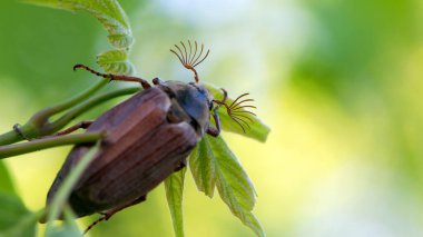 Melolontha. Cockchafer Melolontha Scarabaeidae, doğal ortamda yeşil yaprakların üzerinde sürünüyor. Vahşi doğadaki böcekler. Bahçe haşeresi. Böcek yaprakların üzerinde oturabilir. Makro doğa. Bıyığa odaklan.