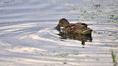 Anas platyrhynchos. Göletteki ördek. Kuzeyli bir kürekçi ördek sakin sularda yüzerken yakalandı. Renkli tüyleri ve kendine özgü büyük gagasıyla. Doğal yaşam alanı. Dişi ördek yaban ördeği