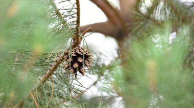 Çam ağacında çam kozalağı. Pinus. İzole edilmiş çam. Açık doğal arka planda izole edilmiş kozalaklı çam dalı. Ormandaki ya da parktaki kozalaklı ağaç dalları, yakın plan.