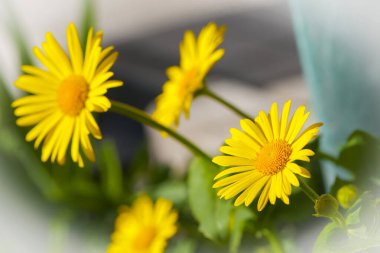 Papatya çayı. Parlak sarı papatya çiçekleri açıyor. Yeşil çimlerin üzerinde güzel altın bir çiçek. Tazelik konsepti, sıcak yaz zamanı. güzel çiçek arkaplanı