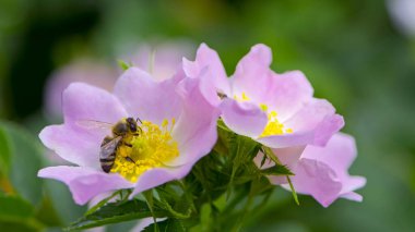 Bir arı, gül çiçeğinden polen toplar. Bal arısı Apis Mellifera pembe bir gül çiçeğinin üzerinde nektar topluyor. Yeşil arka planda narin çiçekler