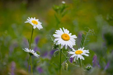 white chamomile wildflowers on a green meadow. Chamomile flowers close up in a meadow on a warm sunny day, stretches towards the sun. daisies on a beautiful blurred background, bokeh, close-up clipart