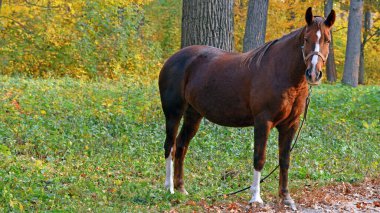Güzel kahverengi at sonbahar parkında duruyor. Büyük, dayanıklı bir at, çiftlik hayvanı. Ormandaki güzel ve sağlıklı bir atın sonbahar portresi.