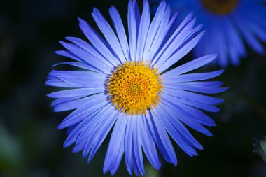 Mavi papatya çiçeği yakın plan. Aster Alpinus 'un ıslak menekşe lavantalı çiçeğini yakından çek. Alp tabancası ya da mavi alp papatyası, bahçede, üst manzara, kopyalama alanı, bokeh.
