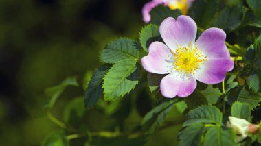 Hassas pembe gül çiçeği. Koyu yeşil yapraklardan oluşan bir arka planda duran güzel bir yaban gülünün fotoğrafı. Orman çiçekleri, yakın plan. Gül çiçeği, çay, aromaterapi, ilaç, kozmetoloji