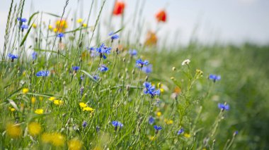 Güzel mavi kır çiçekleri. Saha yolunun kenarını süsleyin. Sığ odaklanma, Bokeh. Kır çiçekleri, bahar doğal arka plan. aromaterapi, geleneksel tıp, tıbbi bitkiler