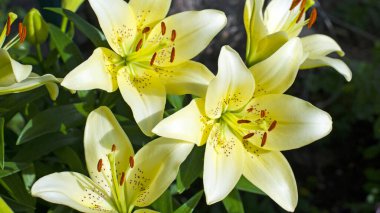 Büyük sarı zambak çiçekleri. Çiçekli zambak. Parlak beyaz ve soluk sarı zambak çiçekleri bahçede açar yazın, bahçe merkezinde, dükkanda. Bahçedeki sevimli beyaz zambak