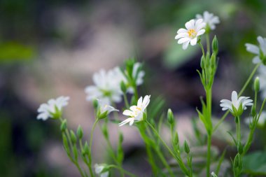 Stellaria sanal çayı. Tavuk otunun narin orman çiçekleri, Stellaria holostea ya da Echte Sternmiere. Çiçek arkaplanı. Doğal arka planda beyaz çiçekler. yakın plan