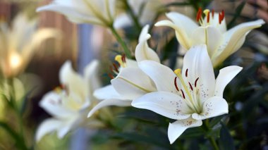 Lilium. Beyaz zambak tarlası. Güzel zambak çiçeği, yakın plan. Bahçedeki çiçek tarhında narin beyaz zambaklar. Çiçek arkaplanı. Bulanık yeşil arka plan. Yaz bahçesi