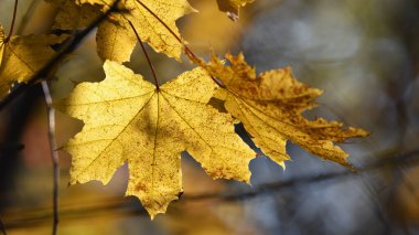 Akçaağaç yaprağı. Sonbahar parkındaki ya da ormandaki güz ağacı dallarındaki parlak sarı akçaağaç yapraklarını kapatın. Seçici odaklanma. Güneşli bir sonbahar günü. mevsimlik yaprak